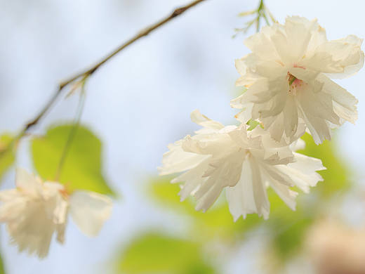 樱花