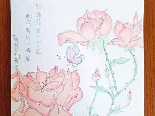 ［涂鸦］彩铅 ——月季