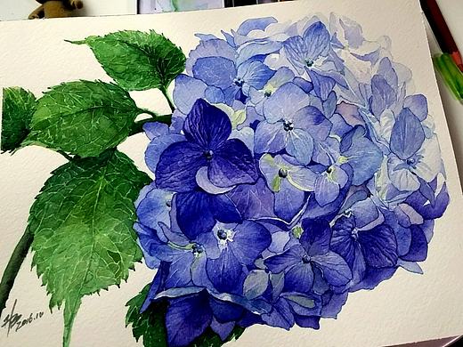 水彩插画【八仙花】