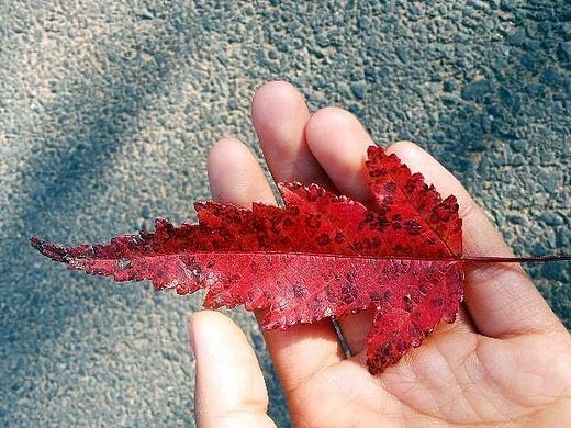 《叶 字》（个人主页-ZMTI1OTQ2OTY=） - 字体/字形 - 站酷设计师花樱的故事原创素材 - 站酷ZCOOL