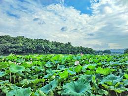 西湖边的荷花塘