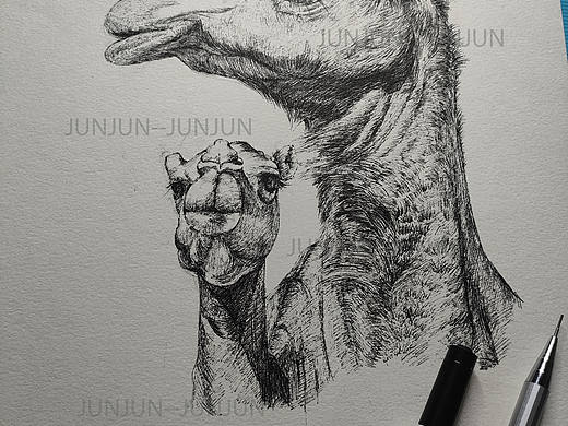 沙漠🏜里的骆驼