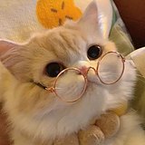 小胖a的头像