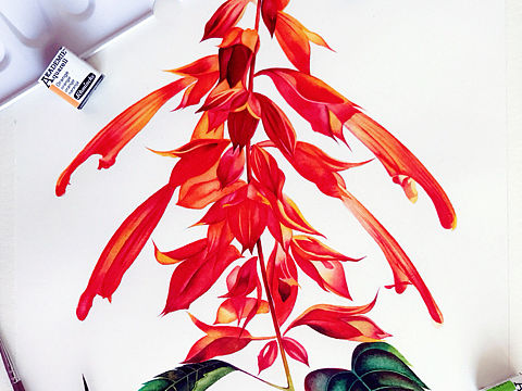 日练～新年一串红儿～