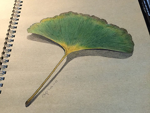 彩铅画银杏叶（个人主页-ZMjA5MDQ1NTY=） - 绘画 - 站酷设计师万住JUP原创素材 - 站酷ZCOOL