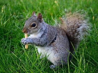 春天的海德公园——hyde park