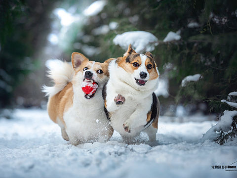 Dante宠物摄影雪景柯基