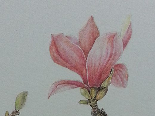彩铅——玉兰花 （学自葱二）