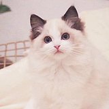柒柒啊77的头像