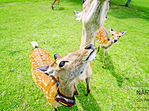 奈良京都行走，在这里能待一年。（个人主页-ZMjQyMTY2Mjg=） - 风光摄影 - 站酷设计师czh1360原创素材 - 站酷ZCOOL