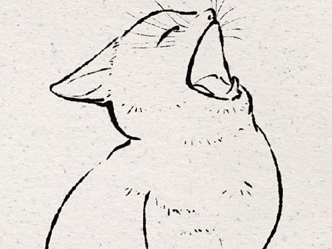 猫咪
