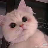 橘子海shimmer的头像