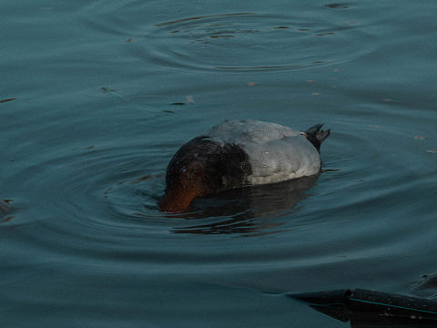 動物園（個人主頁-ZNDU4MDU3Njg=） - 寵物攝影 - 站酷設(shè)計師藏狐君原創(chuàng)素材 - 站酷ZCOOL