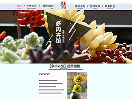多肉植物淘宝排版