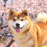 莫雷迪Da的头像