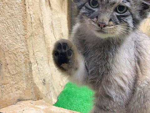 太可愛了（個人主頁-ZMzk2MDUwOTI=） - 其他 - 站酷設計師Z83007966原創(chuàng)素材 - 站酷ZCOOL