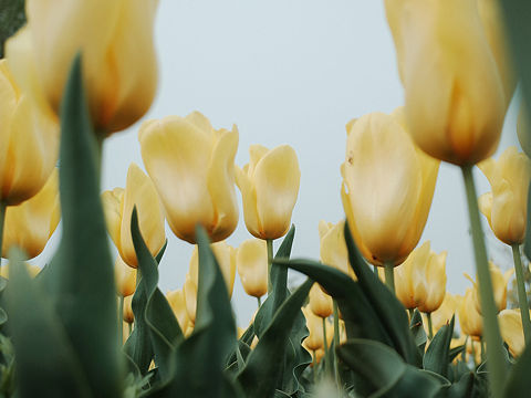 spring