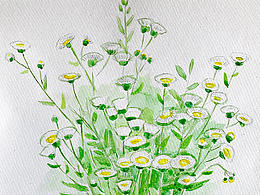 鸡蛋花