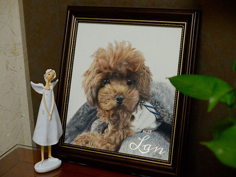 彩铅狗狗定制《迷你泰迪》