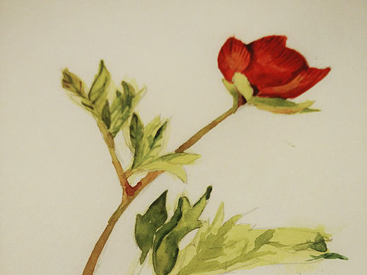 花骨朵兒小繪（個人主頁-ZMTkxNTQwODg=） - 創(chuàng)作習(xí)作 - 站酷設(shè)計師莎野創(chuàng)研原創(chuàng)素材 - 站酷ZCOOL