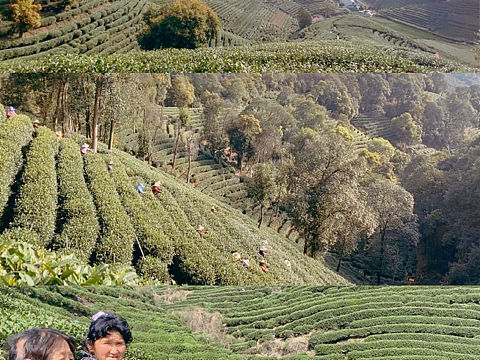 一杯龙井茶 递你