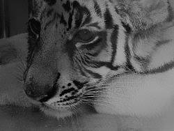 去动物园玩拍的&nbsp;&nbsp;勿喷哦&nbsp;不过希望指点&nbsp;嘿嘿