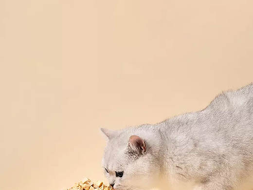 汐小妞宠物零食logo设计