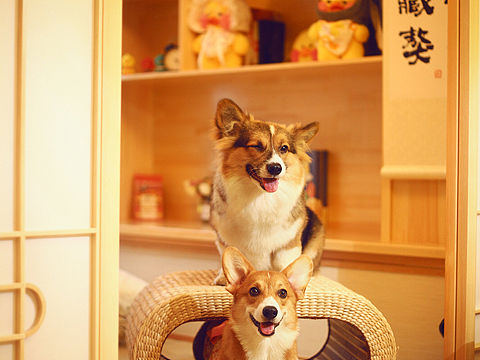 宠物摄影师dante corgi写真