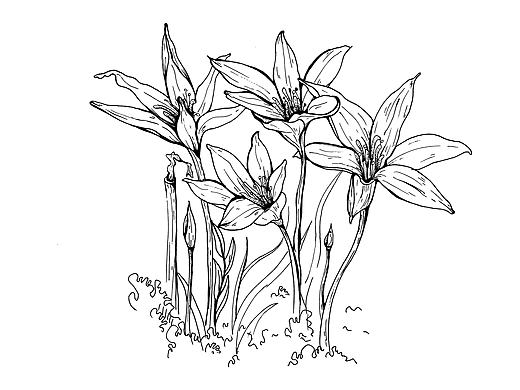 原创（个人主页-ZNDkyMTIyMTY=） - 创作习作 - 站酷设计师戈戈戈戈戈原创素材 - 站酷ZCOOL