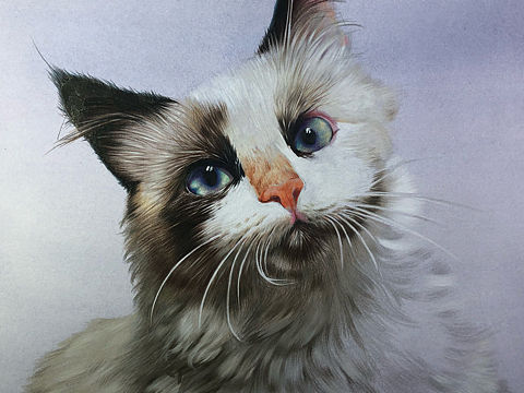 彩铅布偶猫