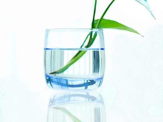 水培