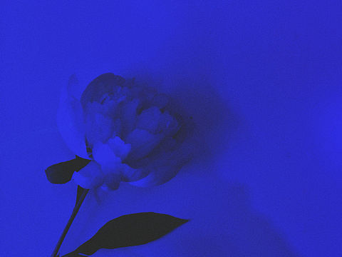 藍（個人主頁-ZMjc2NDM0NDg=） - 人文/紀實攝影 - 站酷設計師年糕617原創(chuàng)素材 - 站酷ZCOOL