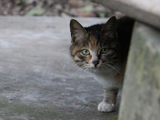 猫咪偷吃豆腐,你见过么?