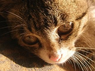 已逝的EMOS（个人主页-ZNDMwNjk2NA==） - 宠物摄影 - 站酷设计师库娜原创素材 - 站酷ZCOOL