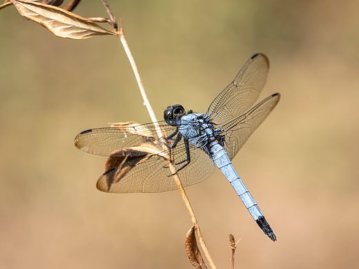 蜻蜓知道自己叫蜻蜓吗
