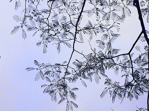 合欢树（个人主页-ZMTY1NzA2NjQ=） - 风光摄影 - 站酷设计师danchongZY原创素材 - 站酷ZCOOL