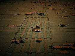 《秋殤》（個人主頁-ZNzQxNTIw） - 人文/紀(jì)實攝影 - 站酷設(shè)計師gejian2011原創(chuàng)素材 - 站酷ZCOOL