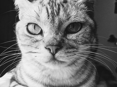 皮神（个人主页-ZMjQxNDM3OTY=） - 宠物摄影 - 站酷设计师summer_木子原创素材 - 站酷ZCOOL