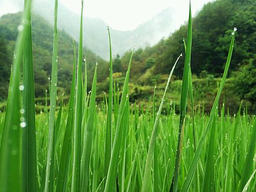 露水稻田