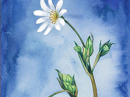 二十四番花信风水彩