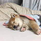 奶油焗龙虾的头像