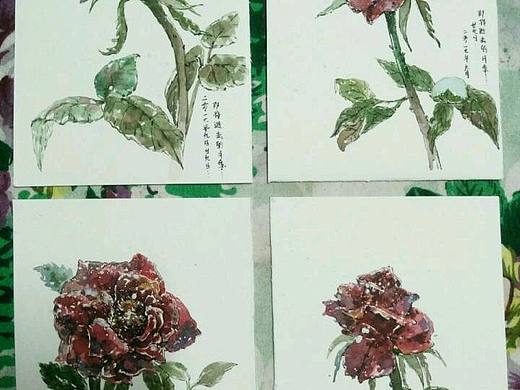 即将逝去的月季