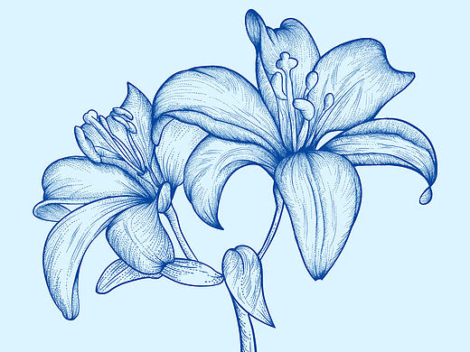 近期插画作品-雏菊、百合、龙虾、蔬菜