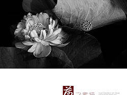 荷花素描