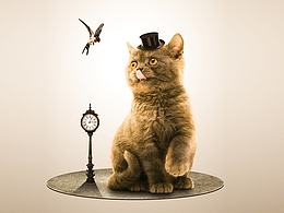 天貓雙11過后貓咪合成圖