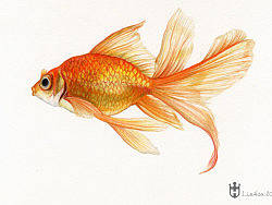 彩铅金鱼和蜻蜓