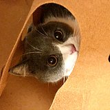 用戶頭像