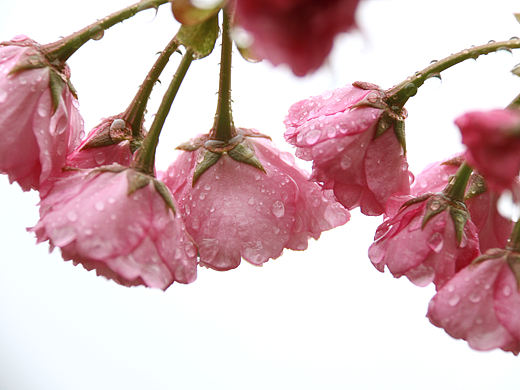 樱花🌸灿烂芳华