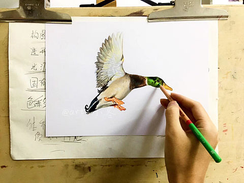 彩铅画大鸭子