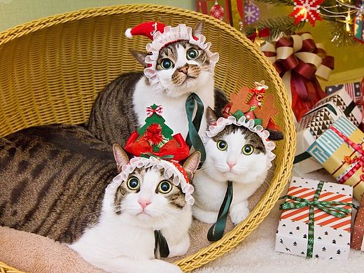 喵瑞Christmas